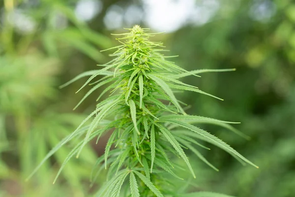 Cannabis Pflanze Nahaufnahme Von Hanf — Stockfoto