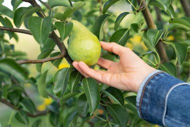 Kadın ellerinin ağaçtan armut topladığı görüntüyü kapat