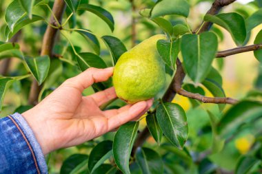 Çiftçinin eli bir armut tutuyor. Bahçıvanlık.