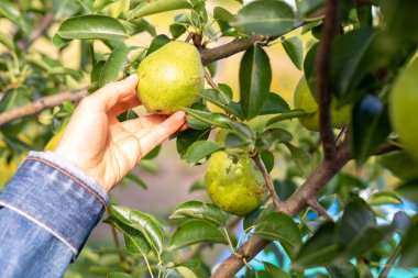 Çiftçinin eli bir armut tutuyor. Bahçıvanlık.