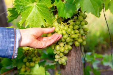 Çiftçinin eli bir parça üzüm tutuyor..