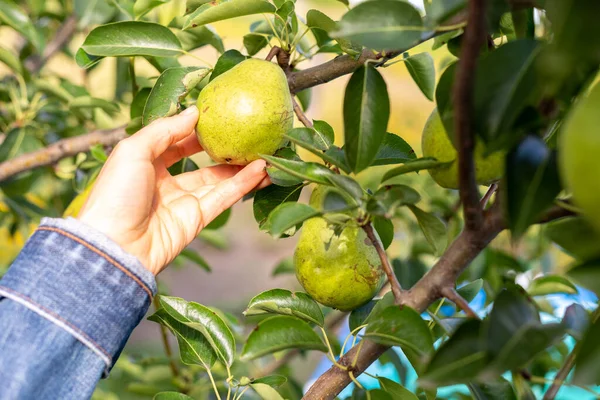 Çiftçinin eli bir armut tutuyor. Bahçıvanlık.