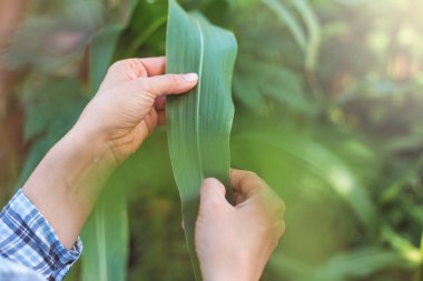 Çiftçinin elleri mısır yaprağı tutuyor. Bir tarımcı tarlasında bir bitkiyi inceler..