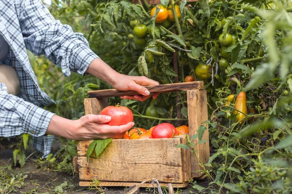 Mujer Agricultora Cosecha Tomates Frescos —  Fotos de Stock