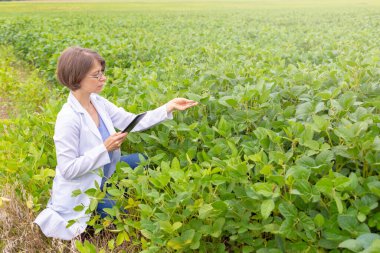 Tablet tutan bir tarımcı kadının portresi ve tarlada büyüyen soya fasulyesi yaprakları incelendi..