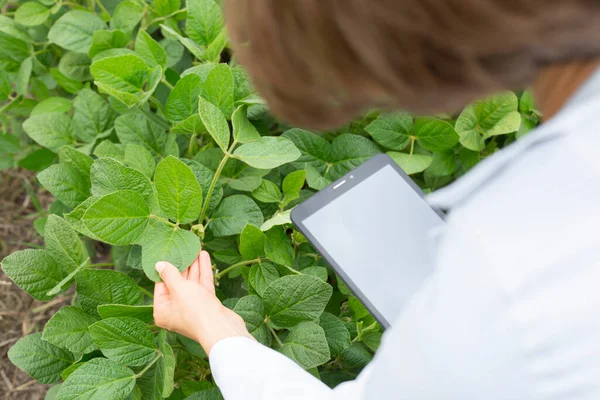 Tablet tutan bir tarımcı kadının portresi ve tarlada büyüyen soya fasulyesi yaprakları incelendi..