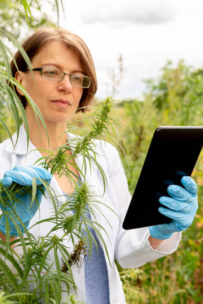 A scientist examines cannabis with a tablet in his hands. Medical research of hemp leaves plants.