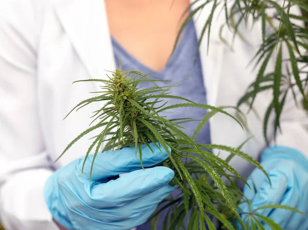 Hanfblätter Den Händen Eines Wissenschaftlers Nahaufnahme Von Cannabis — Stockfoto