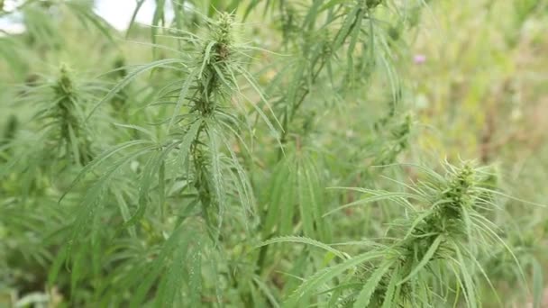 Hemp Bushes Close Cannabis Leaves Sway Wind — Stock Video