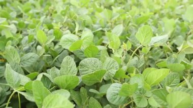 Soya fasulyesi tarlasının rüzgarda hareket eden videosu.