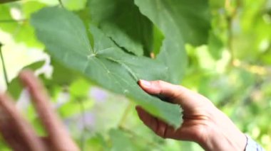 Bir çiftçinin elindeki üzüm yaprağının yakın çekimi. Agronomist üzümleri inceler.
