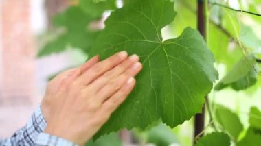 Bir çiftçinin elindeki üzüm yaprağının yakın çekimi. Agronomist üzümleri inceler.