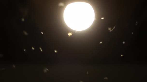 Mosquito Voar Perto Uma Lâmpada Insetos Câmera Lenta — Vídeo de Stock