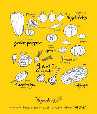 Sebze ve meyve resimler / el çekilmiş gıda maddeleri - vektör