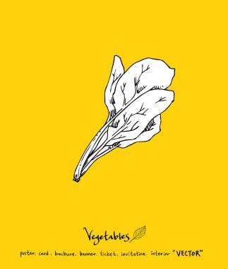 Sebze ve meyve resimler / el çekilmiş gıda maddeleri - vektör