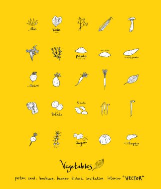 Sebze ve meyve resimler / el çekilmiş gıda maddeleri - vektör
