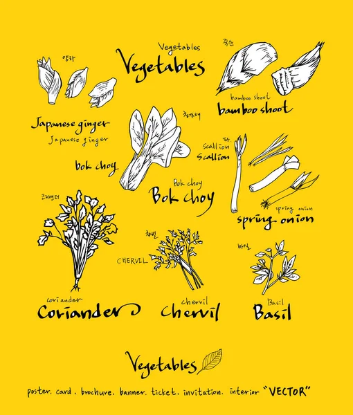 Sebze ve meyve resimler / el çekilmiş gıda maddeleri - vektör