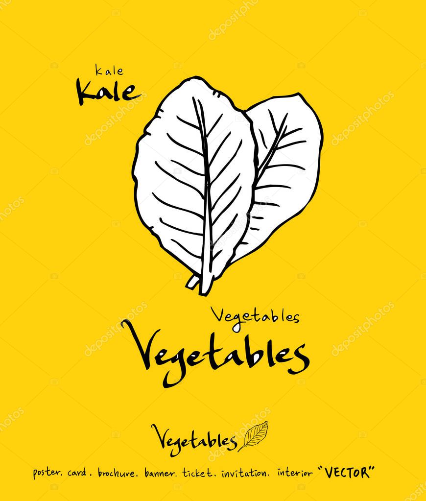 Vegetable and fruit illustrations / Hand drawn food ingredients - vector