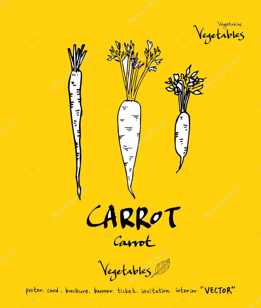 Hand drawn food ingredients - vegetable and fruit illustrations - vector