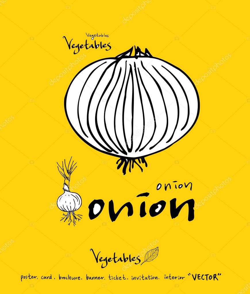 Hand drawn food ingredients - vegetable and fruit illustrations - vector