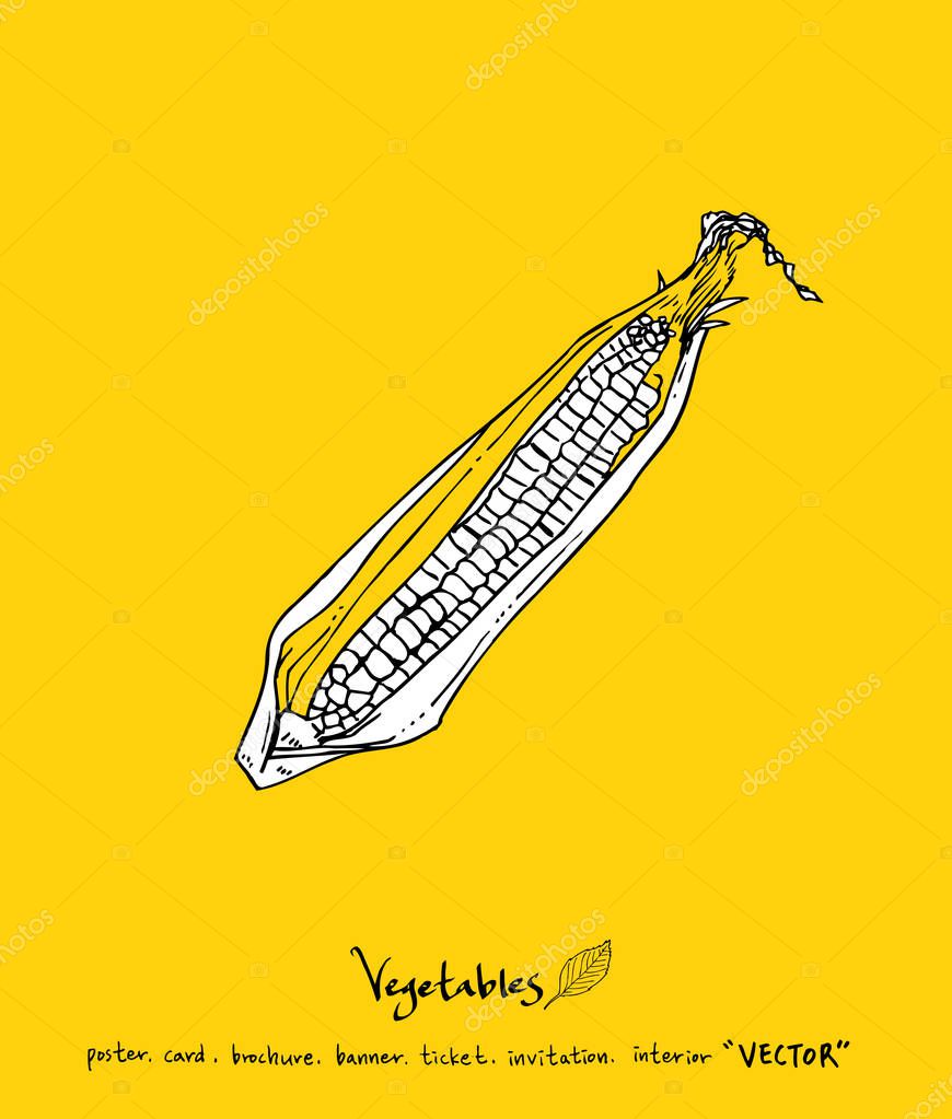 Hand drawn food ingredients - vegetable and fruit illustrations - vector