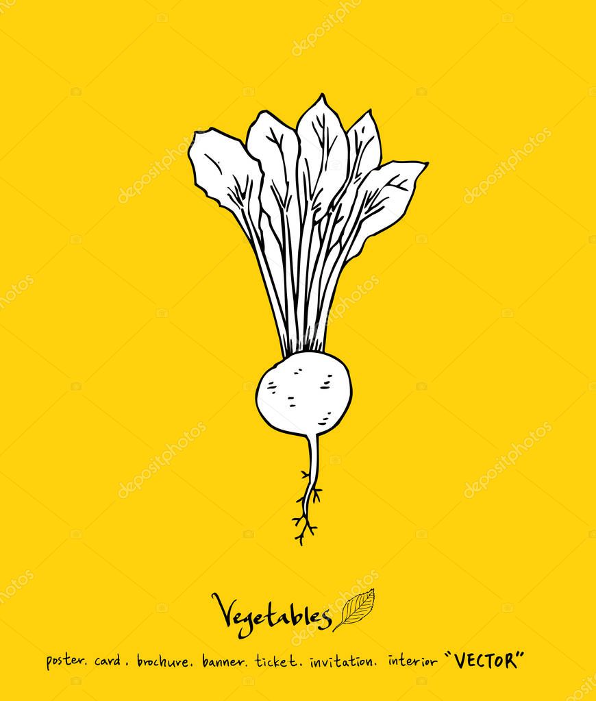 Hand drawn food ingredients - vegetable and fruit illustrations - vector