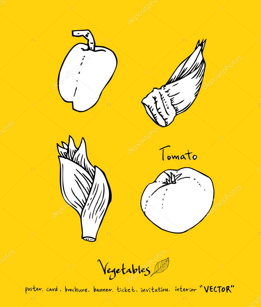 Vegetable and fruit illustrations / Hand drawn food ingredients - vector
