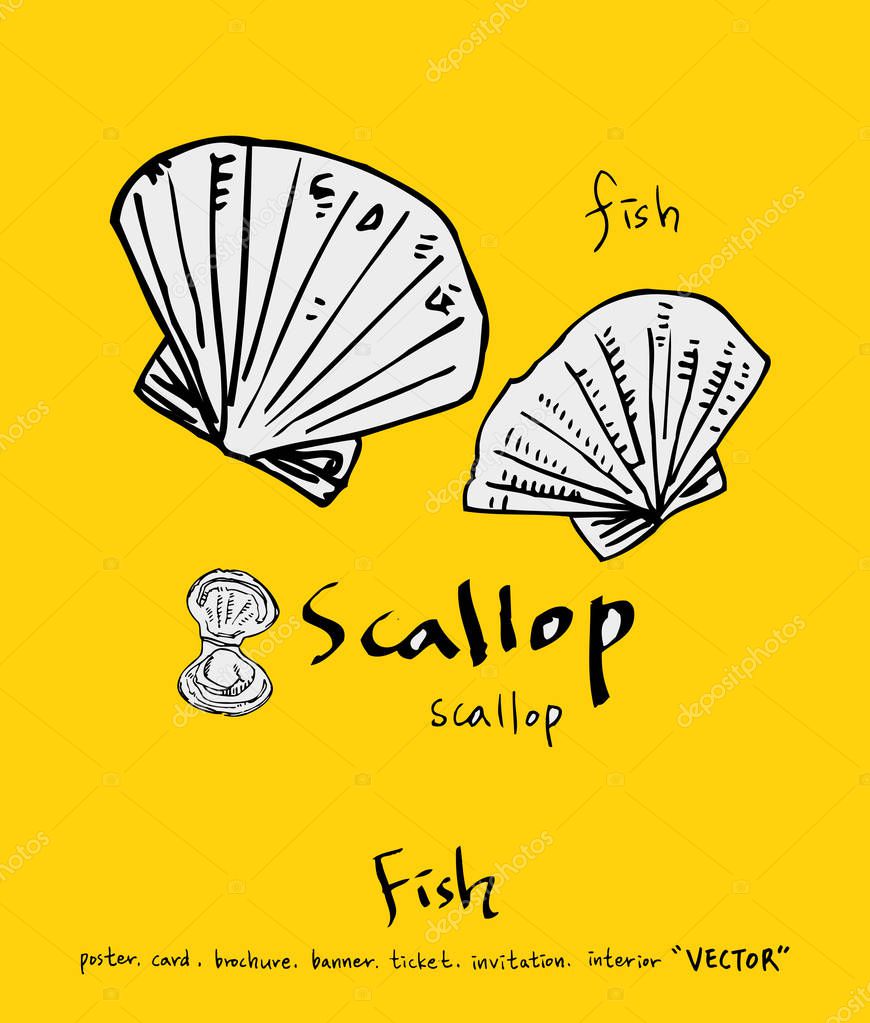 Sea food illustrations / Hand drawn food ingredients - vector