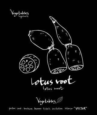 Sebze ve meyve resimler / el çekilmiş gıda maddeleri - vektör