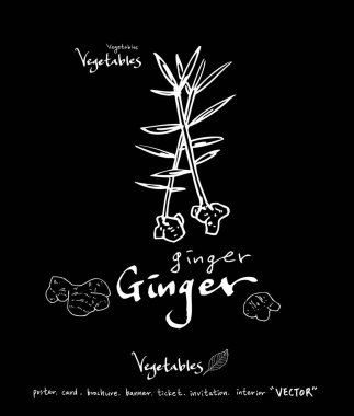 Sebze ve meyve resimler / el çekilmiş gıda maddeleri - vektör