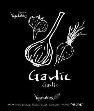 Sebze ve meyve resimler / el çekilmiş gıda maddeleri - vektör