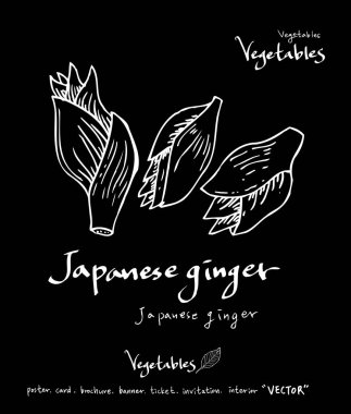 Sebze ve meyve resimler / el çekilmiş gıda maddeleri - vektör