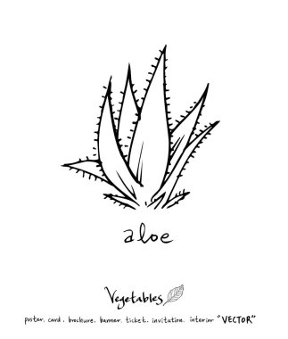 Sebze ve meyve resimler / el çekilmiş gıda maddeleri - vektör