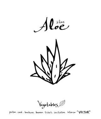 Sebze ve meyve resimler / el çekilmiş gıda maddeleri - vektör