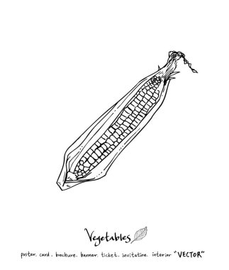 Sebze ve meyve resimler / el çekilmiş gıda maddeleri - vektör