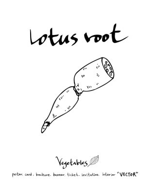 Sebze ve meyve resimler / el çekilmiş gıda maddeleri - vektör