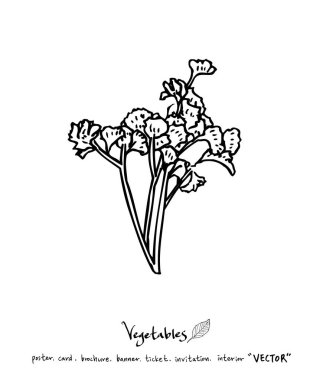 Sebze ve meyve resimler / el çekilmiş gıda maddeleri - vektör