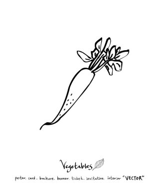 Sebze ve meyve resimler / el çekilmiş gıda maddeleri - vektör