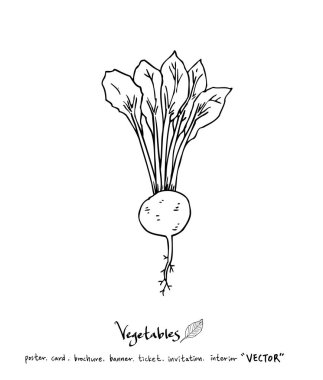 Sebze ve meyve resimler / el çekilmiş gıda maddeleri - vektör