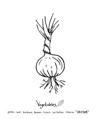 Sebze ve meyve resimler / el çekilmiş gıda maddeleri - vektör