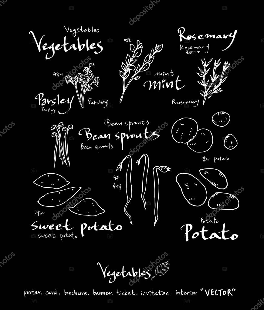Vegetable and fruit illustrations / Hand drawn food ingredients - vector