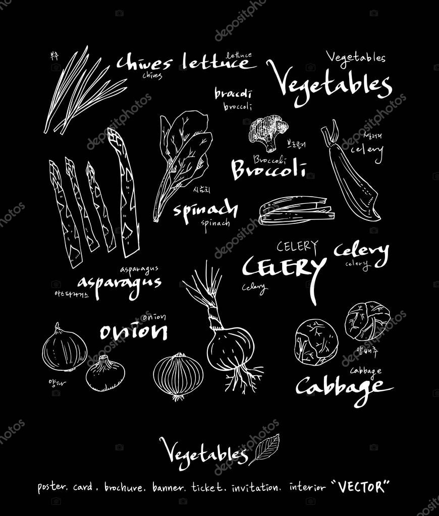 Vegetable and fruit illustrations / Hand drawn food ingredients - vector