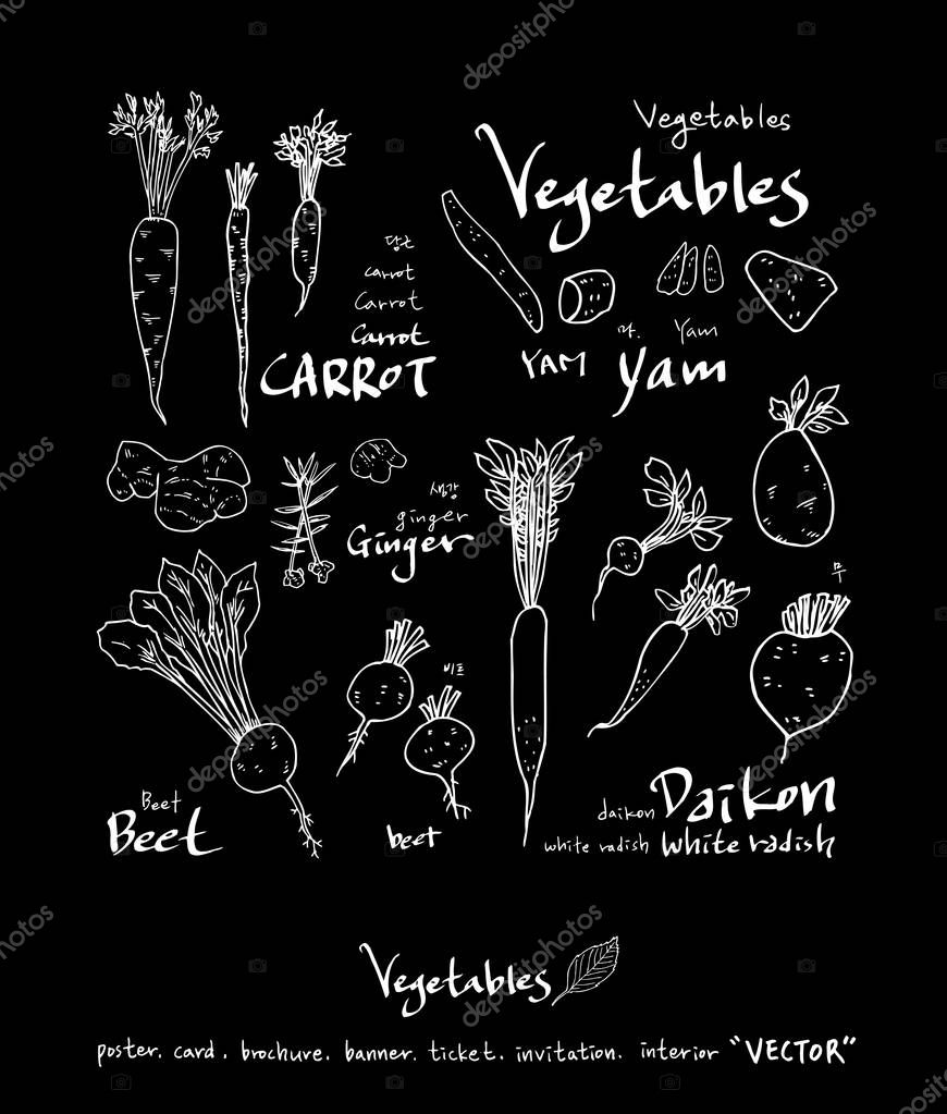 Vegetable and fruit illustrations / Hand drawn food ingredients - vector