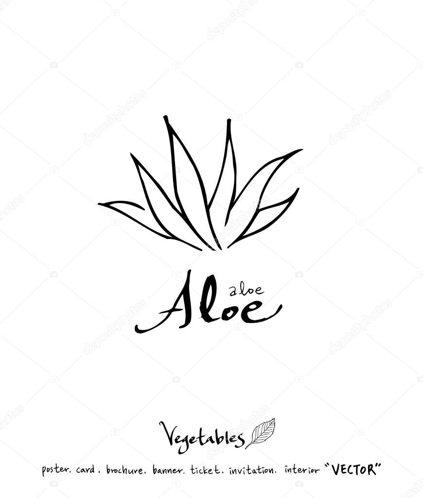 Vegetable and fruit illustrations / Hand drawn food ingredients - vector