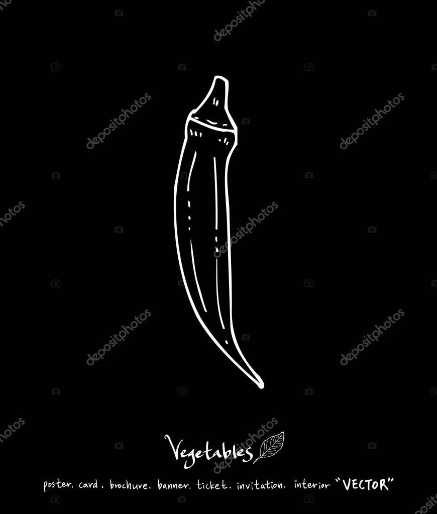 Vegetable and fruit illustrations / Hand drawn food ingredients - vector