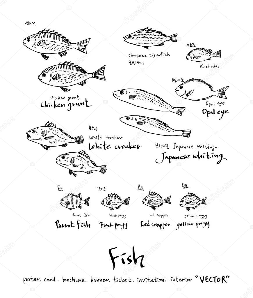 Sea food illustrations / Hand drawn food ingredients - vector