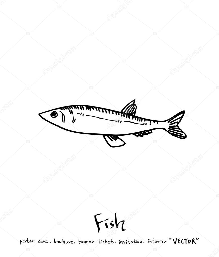 Sea food illustrations / Hand drawn food ingredients - vector