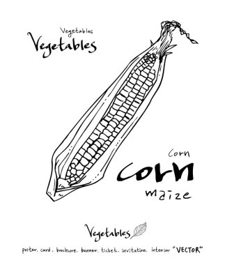 Sebze ve meyve resimler / el çekilmiş gıda maddeleri - vektör