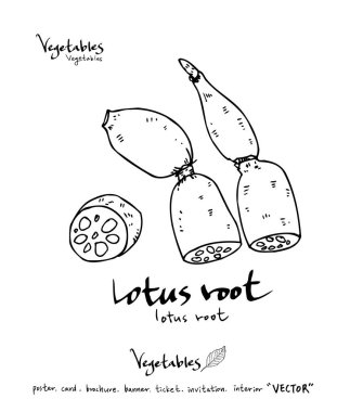 Sebze ve meyve resimler / el çekilmiş gıda maddeleri - vektör