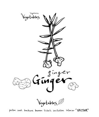 Sebze ve meyve resimler / el çekilmiş gıda maddeleri - vektör